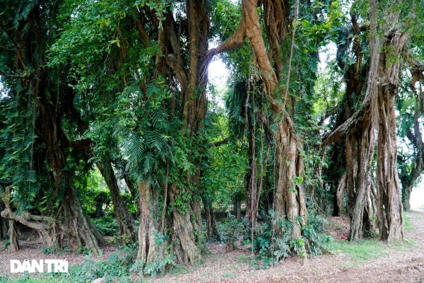 Cây sanh hơn 800 năm tuổi ở Hòa Bình