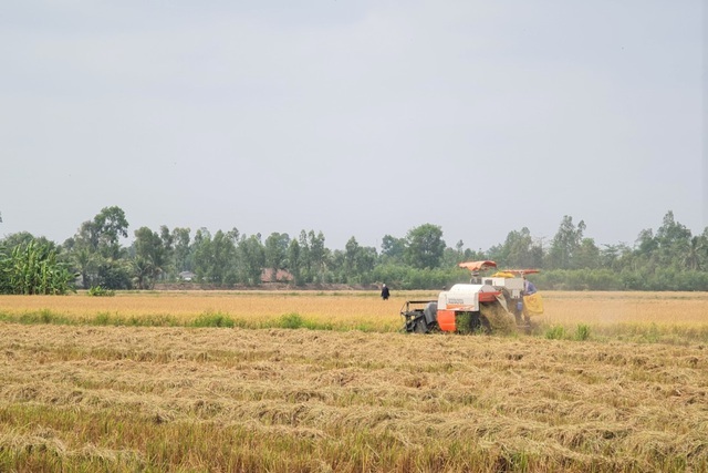 Lúa chín đầy đồng, 'cò' ép giá, nông dân như 'ngồi trên đống lửa'