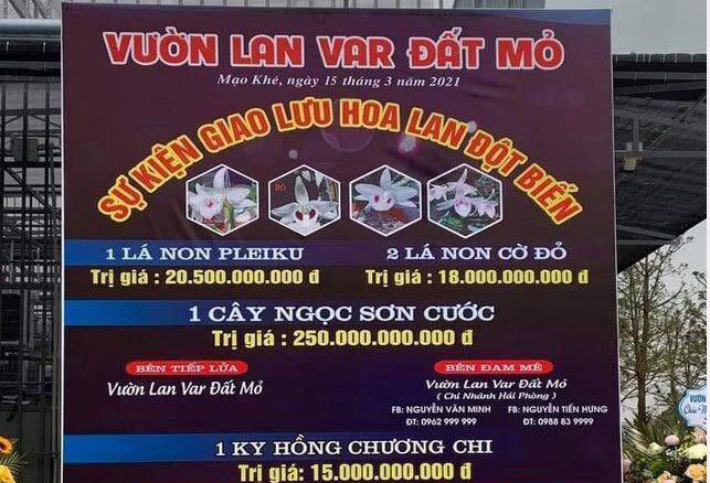 Giao dịch lan đột biến hàng trăm tỷ: Có truy xuất được nguồn gốc hoa?