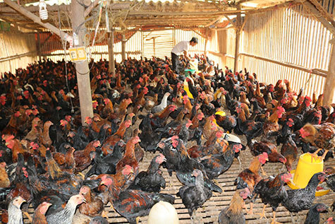 Lào Cai tăng cường giám sát dịch bệnh có nguy cơ lây từ gia cầm