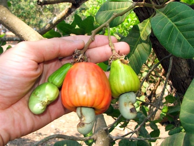 Hàng ngoại đổ về, đặc sản Việt giảm giá kỷ lục, dân kêu lỗ nặng