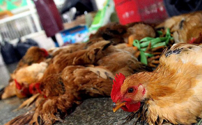 Hà Tĩnh nỗ lực khống chế và kiểm soát dịch cúm gia cầm H5N6