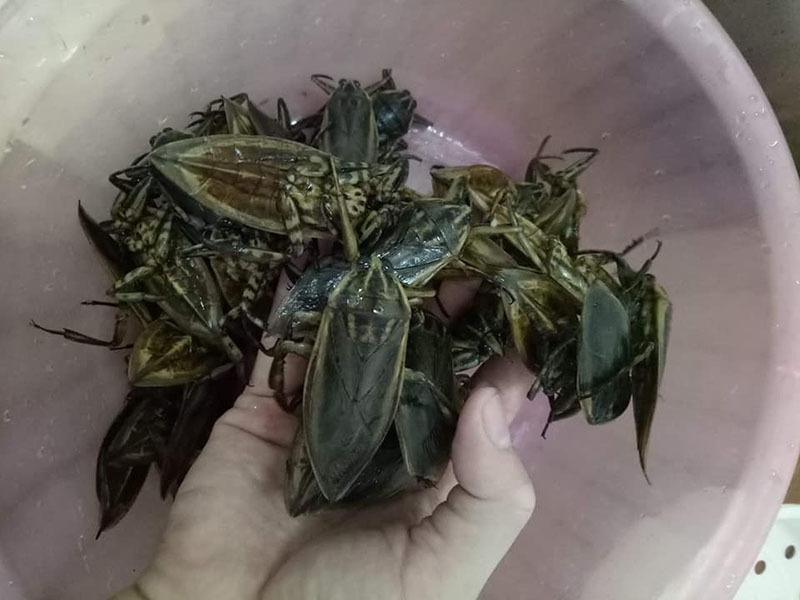 Essence of giant waterbugs has value in Vietnam, favored by wealthy