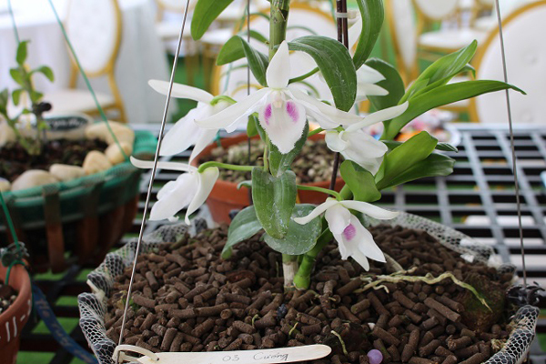 Hương sắc ngập tràn triển lãm hoa lan ở Ba Vì
