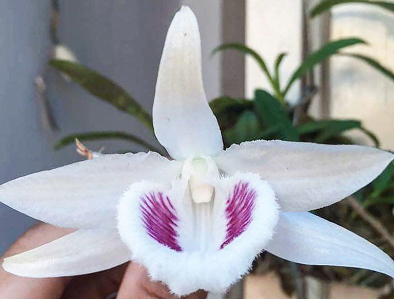 Lan đột biến: Chỉ lạ không hiếm, nhân giống cả loạt bán giá vài ngàn/cây