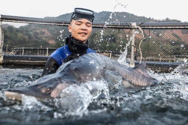 Xuất hiện đàn cá tầm khổng lồ Beluga ở Sơn La?