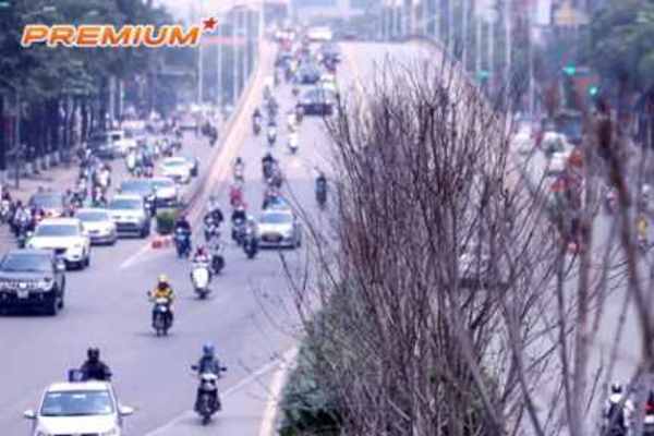 Cây ngoại nhập về Hà Nội