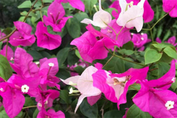 Bí mật của chồng tôi sau mỗi buổi đi làm về muộn