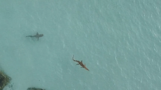 Khoảnh khắc ớn lạnh cá mập hổ truy sát cá sấu trên biển
