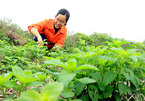 Thai Binh woman quits high-flying career to launch herb farm