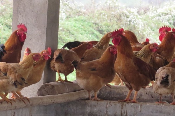 Hà Nội triển khai mô hình sử dụng thảo dược trong chăn nuôi gà hữu cơ