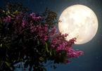 “Siêu trăng hồng” sẽ xuất hiện vào ngày mai