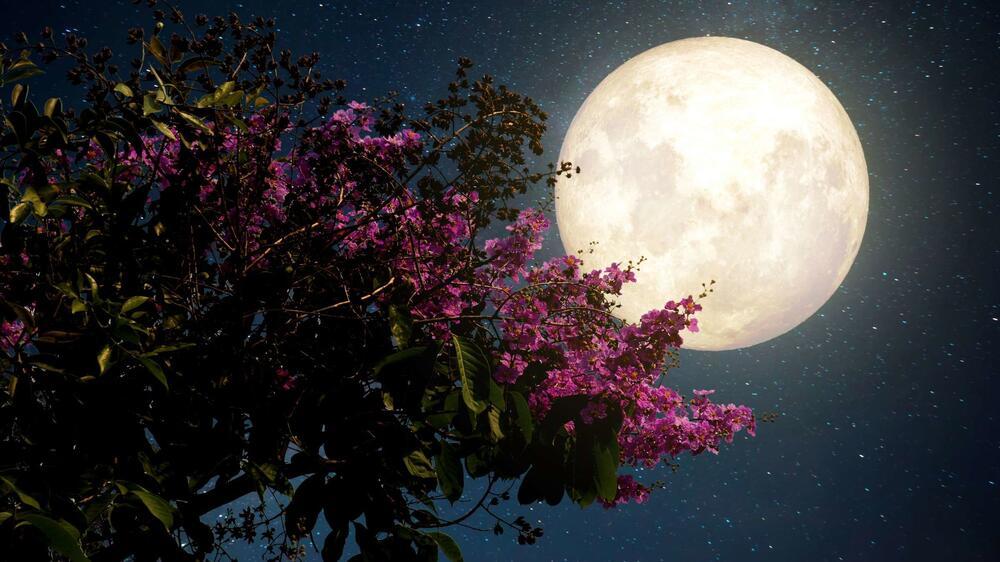 “Siêu trăng hồng” sẽ xuất hiện vào ngày mai