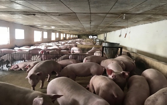 Nuôi lợn sinh học bằng thức ăn trộn nghệ đỏ, vật nuôi sinh trưởng tốt, giảm thiểu dịch bệnh