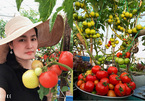 Vườn trĩu trái trên sân thượng 100m2 của bà chủ ở Đà Nẵng