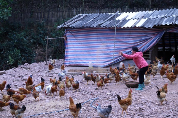 Cần phối hợp để ngăn ngừa sự lây truyền của các loại vi rút cúm gia cầm