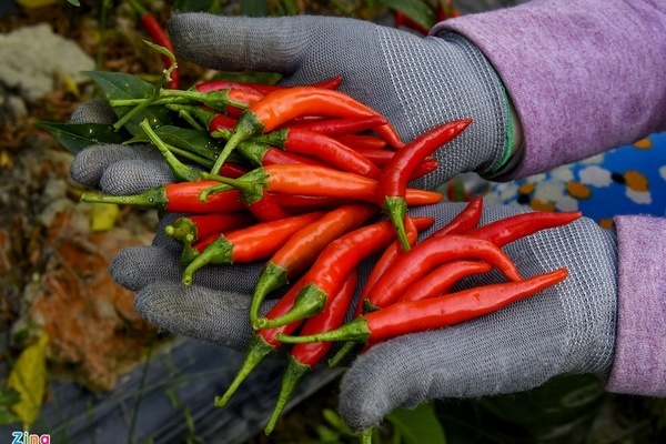 Ớt Quảng Ngãi rớt giá kỷ lục