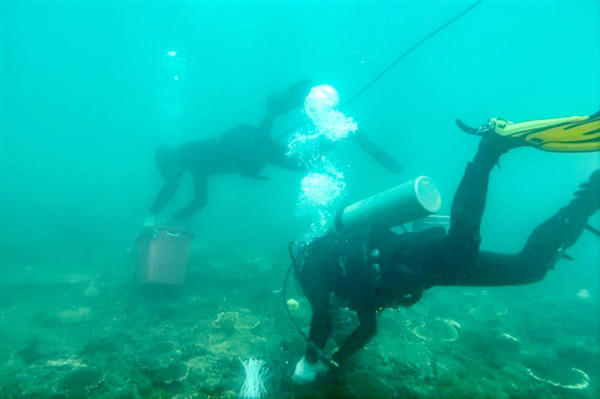 Con Dao National Park revives coral reefs