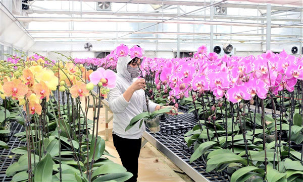 Flower and ornamental plant production on the rise