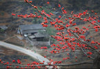 Red silk-cotton flower heats up Ha Giang rocky plateau