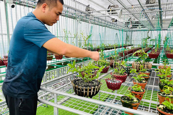 Chàng kỹ sư điện tử ‘bén duyên’ với nghề trồng lan