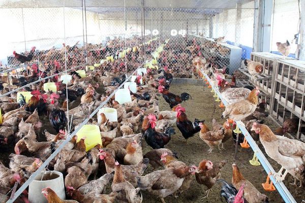 Xây vùng an toàn dịch bệnh cho ngành chăn nuôi gia cầm