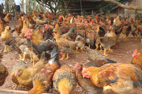 Phòng chống bệnh cúm gia cầmA/H5N6: Nuôi theo công thức “cùng vào, cùng ra”
