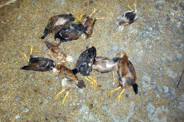 5 yếu tố có thể gây bùng phát các dịch bệnh trên gia cầm