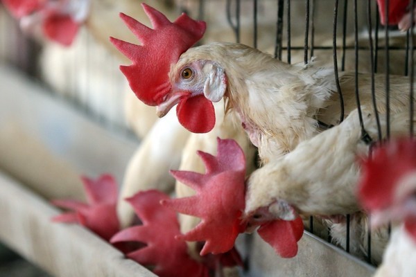 Phát triển gà GMO kháng bệnh cúm gia cầm