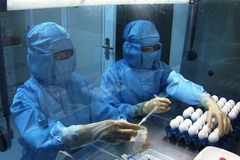 Sản xuất vắc-xin ngừa cúm A/H5N1 từ nguyên liệu trứng gà