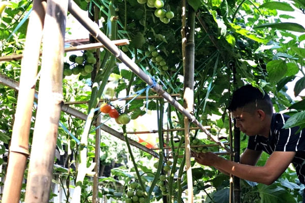 Vườn 60m2 đủ loại rau trái, vợ chồng trẻ ở Quảng Nam không phải đi chợ