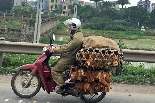 Cục Thú y sẽ tăng cường xét nghiệm virus H5N8 trong chương trình giám sát cúm gia cầm quốc gia