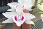 The secret of mutant orchids selling for billions of VND
