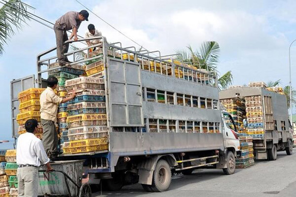 Ban Chỉ đạo 389 quốc gia và địa phương nỗ lực chặn việc nhập gia cầm, sản phẩm gia cầm trái phép vào Việt Nam