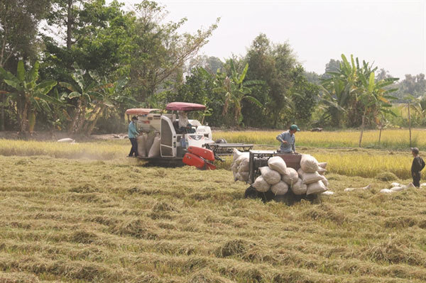 Tien Giang stops growing three rice crops a year in coastal areas to cope with climate change