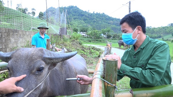Tuyên Quang tiêm vaccine phòng bệnh cho gia súc, hạn chế thấp nhất rủi ro