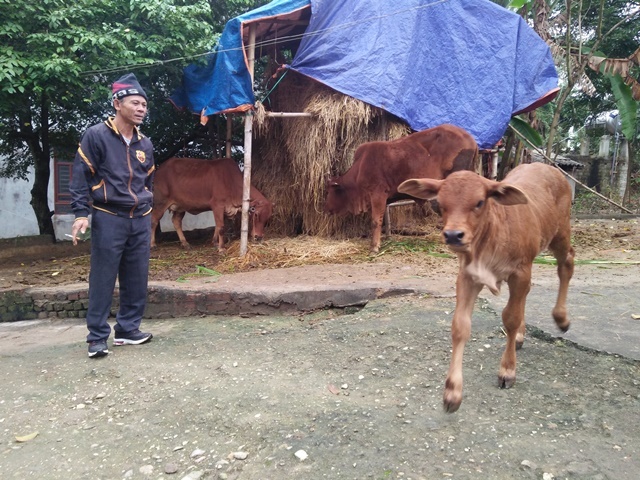 Pom Lót: Đẩy mạnh chăn nuôi bò sinh sản an toàn sinh học