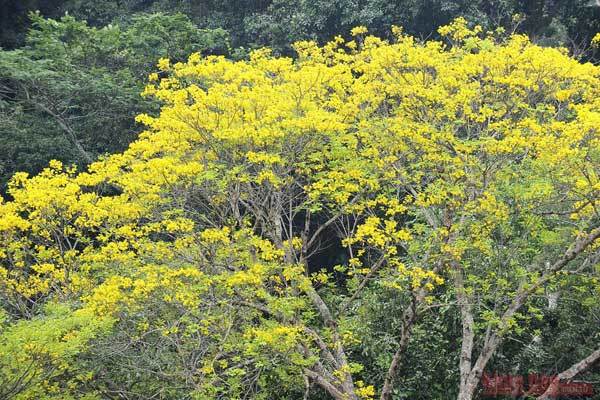 Tan Trao relic site brilliant with lim vang flowers