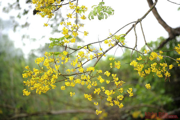 Tan Trao relic site brilliant with lim vang flowers