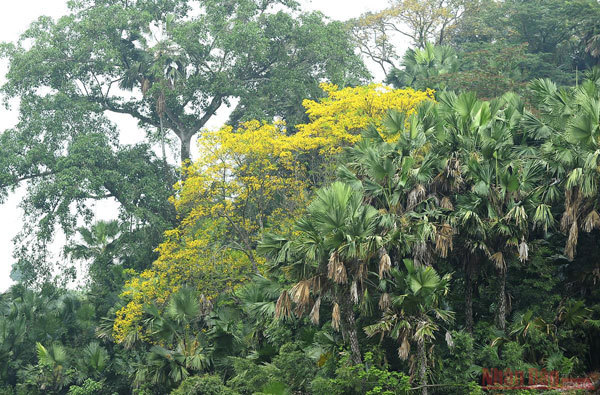 Tan Trao relic site brilliant with lim vang flowers