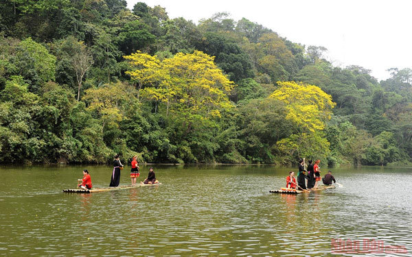 Tan Trao relic site brilliant with lim vang flowers