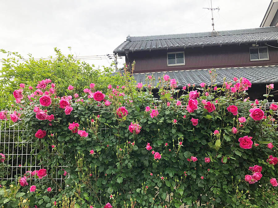 Nàng dâu Việt ở Nhật trồng vườn hoa hồng tuyệt đẹp bên hàng rào