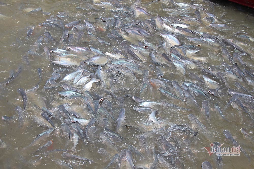 Người đàn ông miền Tây chi trăm triệu nuôi đàn cá 'hoang' dưới sông