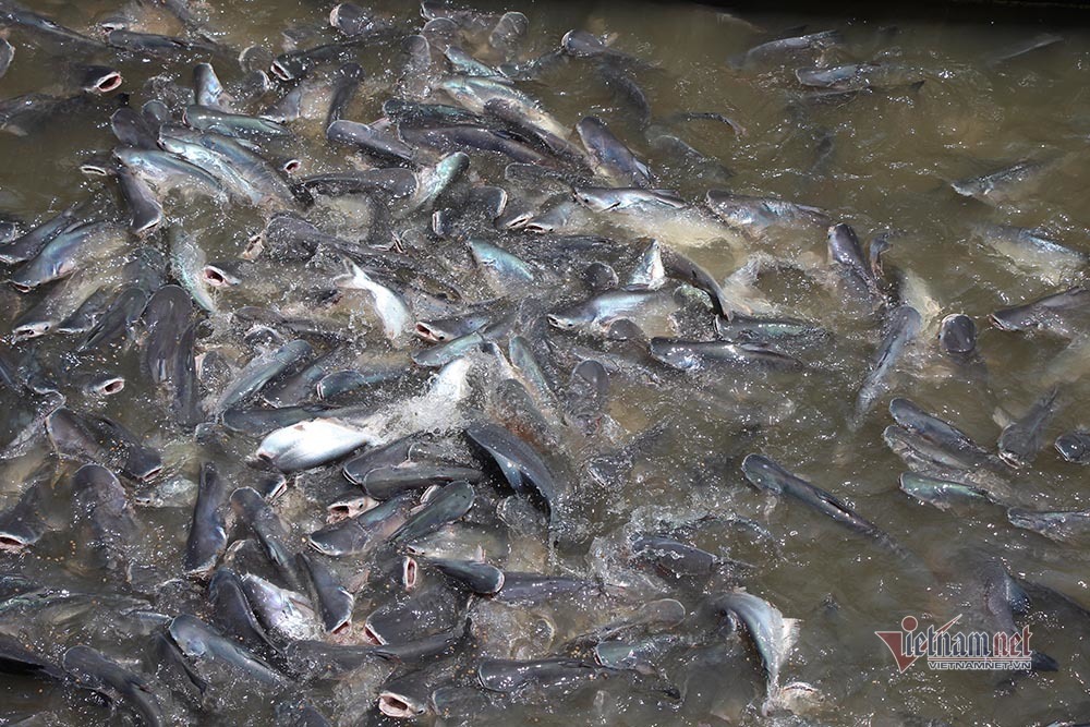 Người đàn ông miền Tây chi trăm triệu nuôi đàn cá 'hoang' dưới sông