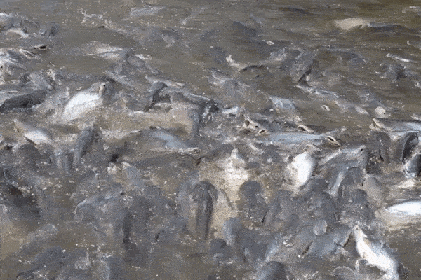 Người đàn ông miền Tây chi trăm triệu nuôi đàn cá 'hoang' dưới sông