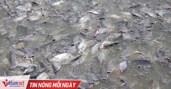Người đàn ông miền Tây chi trăm triệu nuôi đàn cá ‘hoang’ dưới sông