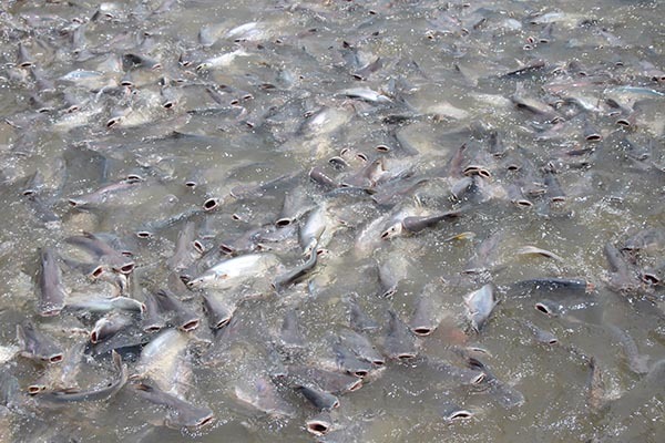 An Giang man raises thousands of “wild” fish as pets
