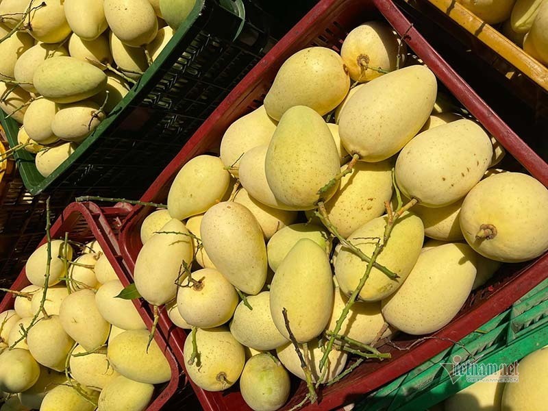 Mango exports: Cambodia has become Vietnam’s rival in the Chinese market