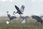 Photos of endemic birds in Vietnam on display