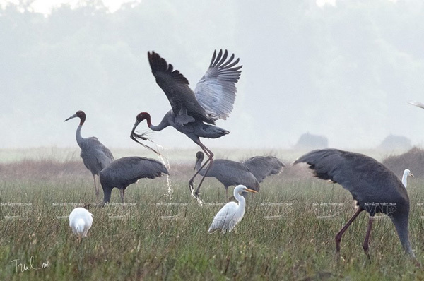 Photos of endemic birds in Vietnam on display